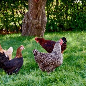 Blandet høns - (prøv lykke) mangler farve eller lidt fjer