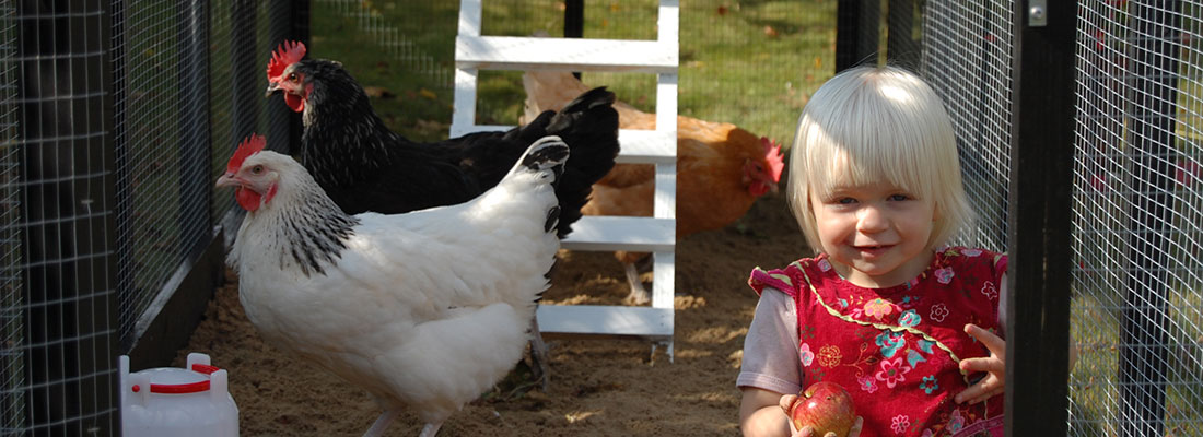 Selskab specielt video Høns i haven | Find alt til opstart med høns i haven