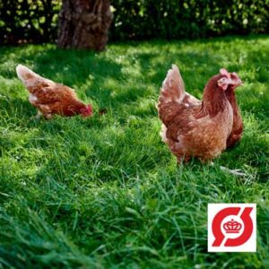 gerningsmanden Demontere sandhed Fjerkræ Archives - Find alt til opstart med høns i haven