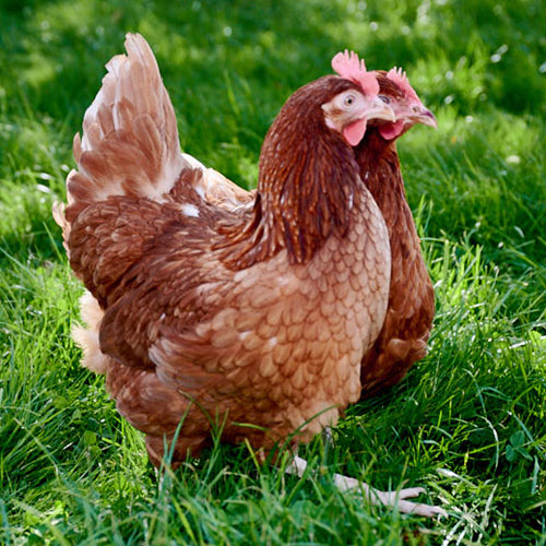 Udelade liner Frustration Isa Warren fra Find alt til opstart med høns i haven | Hos Bangs finder du  mange forskellige havehøns
