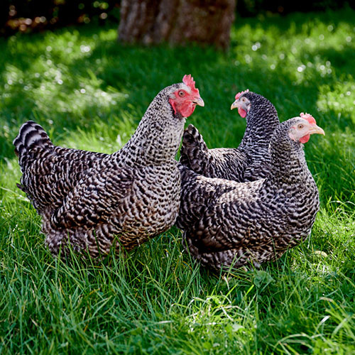 Gooey adelig lærer Stribet skovhøne fra Find alt til opstart med høns i haven | En utrolig  smuk høne i haven