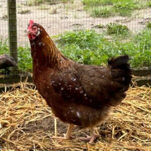 gerningsmanden Demontere sandhed Fjerkræ Archives - Find alt til opstart med høns i haven