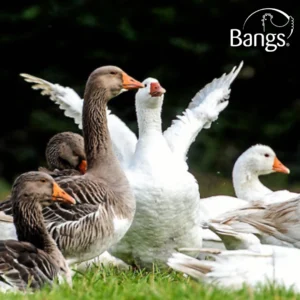 Frilandsgås | Frost