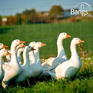 Bangs Friland I Høns, kyllinger & fjerkræ I Tilbehør & udstyr I Foder I Alt til vildtfugle I Få ekspertrådgivning og viden om dit hønsehold