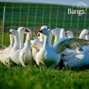 Økologisk frilandsgås | Frost