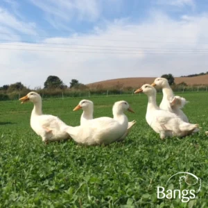 Økologisk dansk frilandsand | Frost