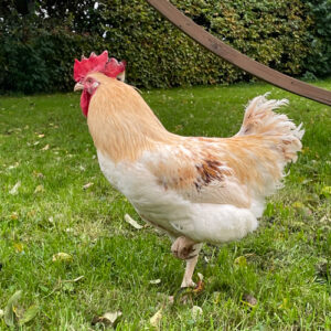 Bangs Friland I Høns, kyllinger & fjerkræ I Tilbehør & udstyr I Foder I Alt til vildtfugle I Få ekspertrådgivning og viden om dit hønsehold