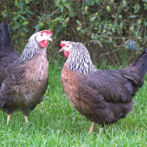 Bangs Friland I Høns, kyllinger & fjerkræ I Tilbehør & udstyr I Foder I Alt til vildtfugle I Få ekspertrådgivning og viden om dit hønsehold