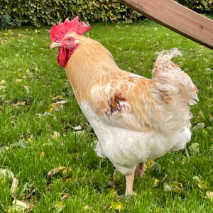 Bangs Friland I Høns, kyllinger & fjerkræ I Tilbehør & udstyr I Foder I Alt til vildtfugle I Få ekspertrådgivning og viden om dit hønsehold