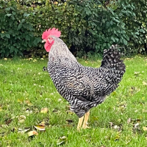 Bangs Friland I Høns, kyllinger & fjerkræ I Tilbehør & udstyr I Foder I Alt til vildtfugle I Få ekspertrådgivning og viden om dit hønsehold