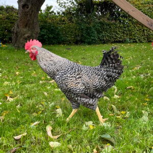 Bangs Friland I Høns, kyllinger & fjerkræ I Tilbehør & udstyr I Foder I Alt til vildtfugle I Få ekspertrådgivning og viden om dit hønsehold