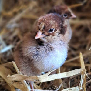 Bangs Friland I Høns, kyllinger & fjerkræ I Tilbehør & udstyr I Foder I Alt til vildtfugle I Få ekspertrådgivning og viden om dit hønsehold