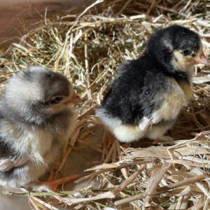 Bangs Friland I Høns, kyllinger & fjerkræ I Tilbehør & udstyr I Foder I Alt til vildtfugle I Få ekspertrådgivning og viden om dit hønsehold