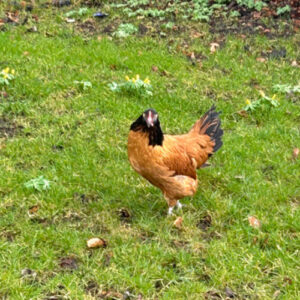 Bangs Friland I Høns, kyllinger & fjerkræ I Tilbehør & udstyr I Foder I Alt til vildtfugle I Få ekspertrådgivning og viden om dit hønsehold