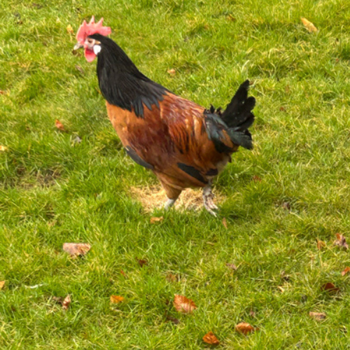 Bangs Friland I Høns, kyllinger & fjerkræ I Tilbehør & udstyr I Foder I Alt til vildtfugle I Få ekspertrådgivning og viden om dit hønsehold