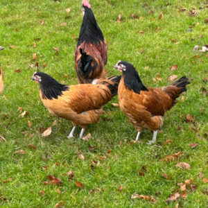 Bangs Friland I Høns, kyllinger & fjerkræ I Tilbehør & udstyr I Foder I Alt til vildtfugle I Få ekspertrådgivning og viden om dit hønsehold